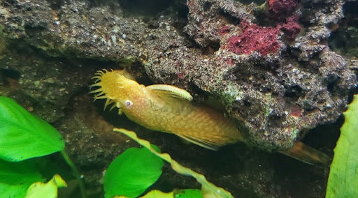 Pet Supply Store «Pet Supermarket, Inc.», reviews and photos, 1052 Peachtree Industrial Blvd, Suwanee, GA 30024, USA