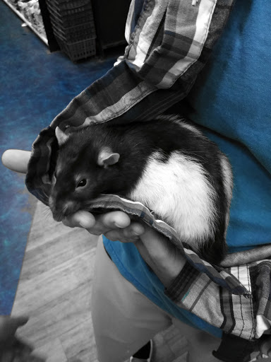 Pet Supply Store «Pet Supermarket, Inc.», reviews and photos, 18445 US-41, Lutz, FL 33549, USA