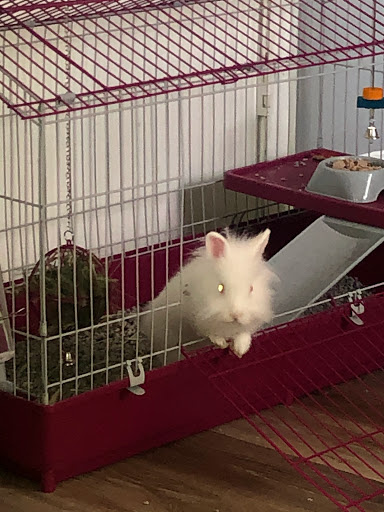 Pet Store «Petland», reviews and photos, 1514 Stonecreek Dr, Pickerington, OH 43147, USA