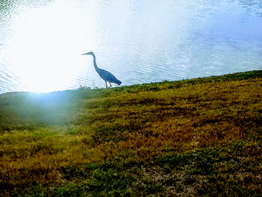 Park «Mike Lewis Park», reviews and photos, 2410 N Carrier Pkwy, Grand Prairie, TX 75050, USA