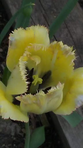 Dog Park «Thomas Bull Memorial Park», reviews and photos, 211 New York 416, Montgomery, NY 12549, USA