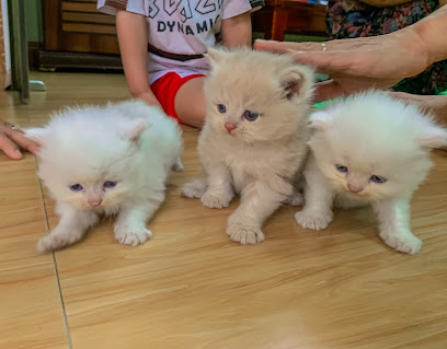 Mèo Xinh Pet Shop