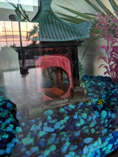 Pet Supply Store «Petco Animal Supplies», reviews and photos, 600 N Galleria Dr, Middletown, NY 10941, USA