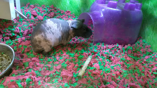 Pet Supply Store «PetSmart», reviews and photos, 15555 E 14th St, San Leandro, CA 94578, USA