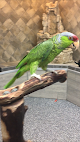 Best Parrot Shops In San Diego Near You