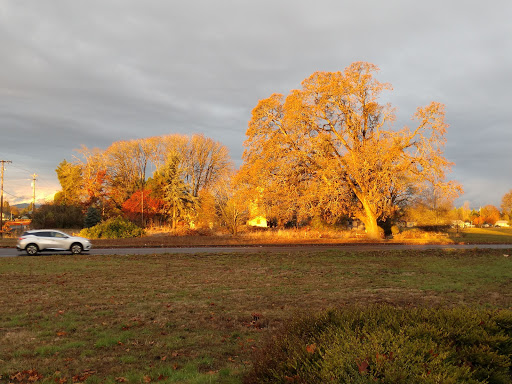 Grocery Store «Safeway», reviews and photos, 1755 Pacific Hwy W, Junction City, OR 97448, USA