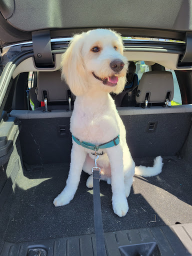 Pet Groomer «Pampered Pet Grooming & Supply», reviews and photos, 1127 North Ave #14, Burlington, VT 05408, USA