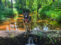 Off Leash K9 Training, Lehigh Valley - Photo 3 - Car repair in Allentown, PA, Allentown