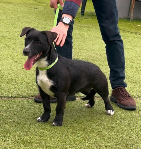 Pensioni per cani e dog hotel a L'ARCA DI NOE' - PENSIONE PER CANI