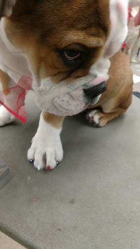 Pet Supply Store «Petco Animal Supplies», reviews and photos, 2807 Wilma Rudolph Blvd, Clarksville, TN 37040, USA