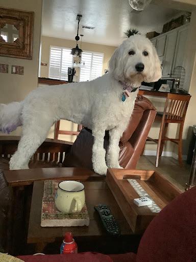 Insurance Agency «Embrace Pet Insurance», reviews and photos