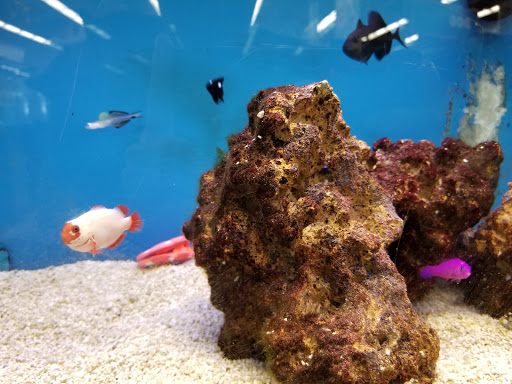 Pet Supply Store «Petco Animal Supplies», reviews and photos, 22000 Dulles Retail Plaza #110, Sterling, VA 20166, USA