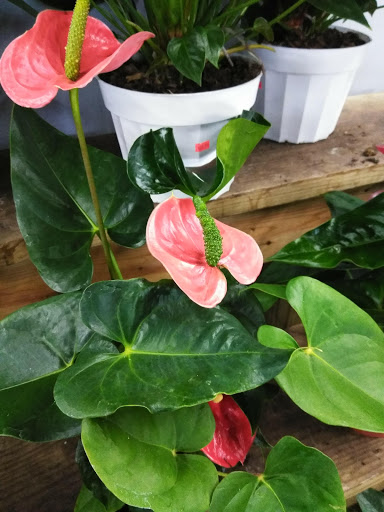 Florist «San Antonio Flower Co», reviews and photos, 7538 Broadway St, San Antonio, TX 78209, USA