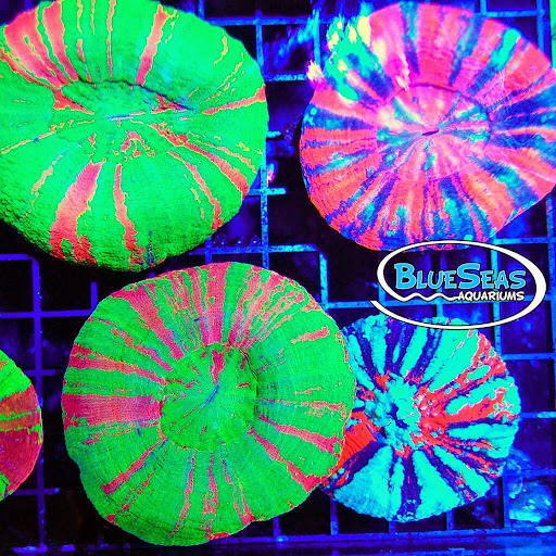 Tropical Fish Store «Blue Seas Aquariums», reviews and photos, 2750 N University Dr, Sunrise, FL 33322, USA