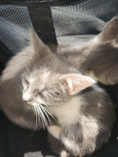 Pet Supply Store «PetSmart», reviews and photos, 12971 Fair Lakes Pkwy, Fairfax, VA 22033, USA