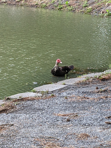 Park «Roswell Area Park», reviews and photos, 10495 Woodstock Rd, Roswell, GA 30075, USA