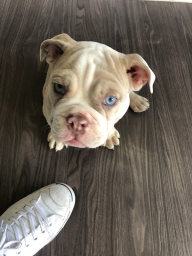 Phone Repair Service «A2 Phone Repair», reviews and photos, 3980 Platt Rd, Ann Arbor, MI 48108, USA