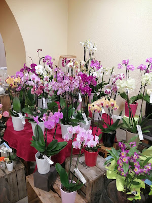 Perrot Fleurs à Lunéville