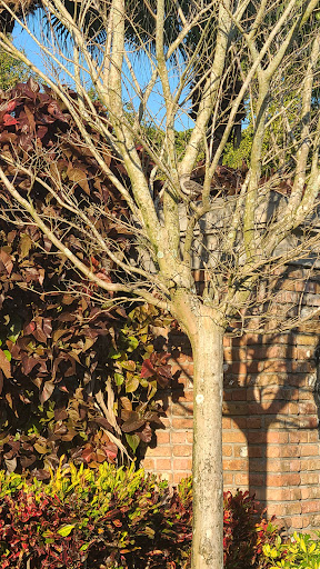 Park «Liberty Tree Park», reviews and photos, 7421 NW 5th St, Plantation, FL 33317, USA