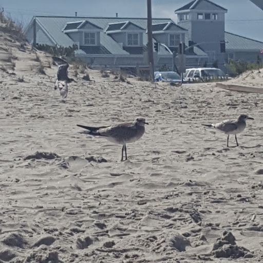 Grocery Store «Sandbridge Seaside Market», reviews and photos, 209 Sandbridge Rd, Virginia Beach, VA 23456, USA