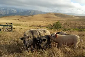 Greyton Farm Animal Sanctuary image