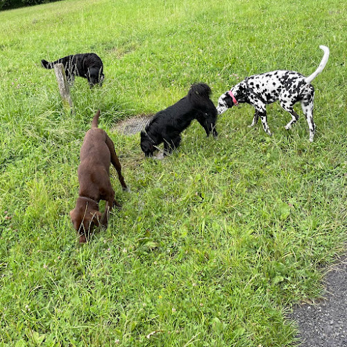 Rezensionen über Erika‘s Hundebetreuung in Kriens - Hundeschule