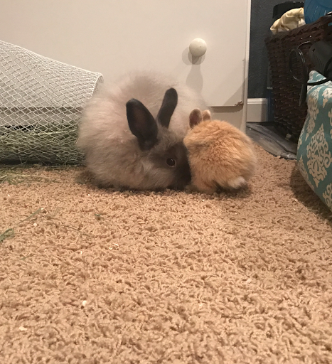 Pet Supply Store «Pets R Inn», reviews and photos, 3902 13th Ave S #3701, Fargo, ND 58103, USA