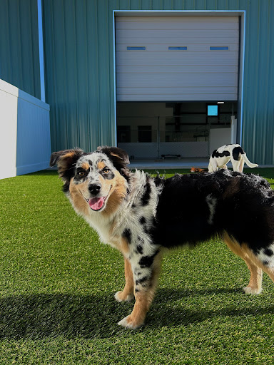 Our Dog House in Argyle LLC