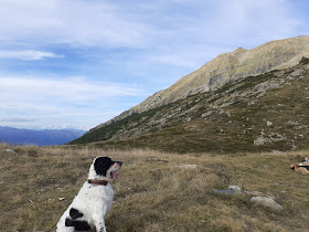 Hundeschule Hugo Schwitter