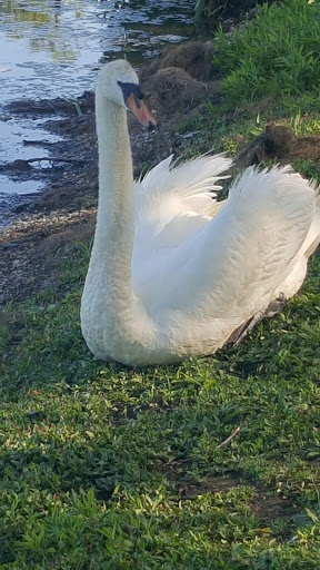 Park «Reverend Arthur Mackey Park», reviews and photos, 242 Elmwood Ave, Roosevelt, NY 11575, USA