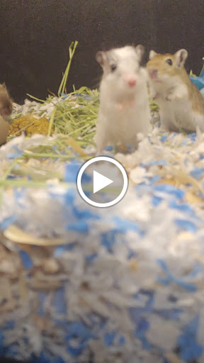 Pet Supply Store «PetSmart», reviews and photos, 10697 E US Hwy 36, Avon, IN 46123, USA