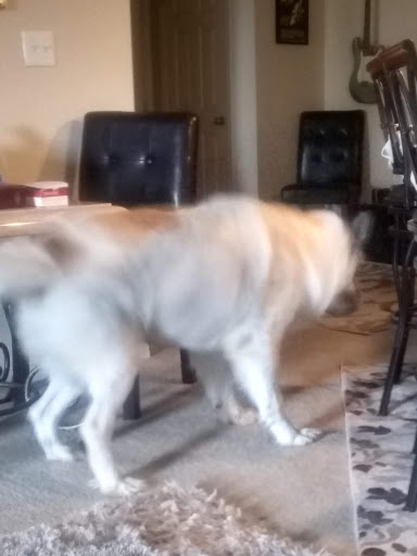 Pet Supply Store «Pet Supplies Plus», reviews and photos, 1012 W Hebron Pkwy #120, Carrollton, TX 75010, USA