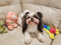 2S Dog House - Photo 3 - Car repair in Scarsdale, NY, Yonkers