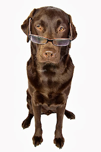 Bed Bug Exterminator NYC - Photo 1 - Car repair in New York, NY, Jersey City