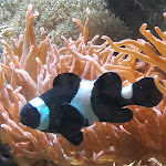 Photo n°2 de l'avis de Toupis.t fait le 13/01/2018 à 17:59 sur le  Alis Restaurant à Velbert