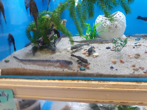 Pet Store «Fish-N-Pets Unlimited», reviews and photos, 11710 Bissonnet St, Houston, TX 77099, USA
