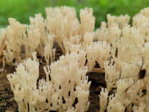 Nature Preserve «Shannondale Springs Wildlife Management Area», reviews and photos, Co Rte 9/5, Harpers Ferry, WV 25425, USA