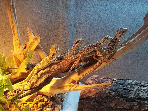 Pet Store «V.I. Pets», reviews and photos, 11975 E Lakewood Blvd, Holland, MI 49424, USA