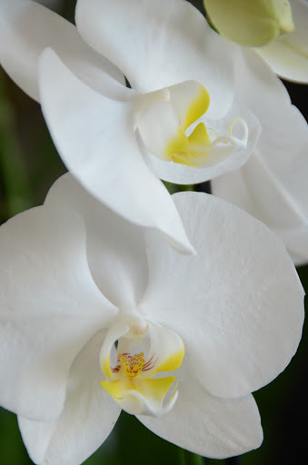 Florist «Royal Petals», reviews and photos, 188 E Wend St, Lemont, IL 60439, USA