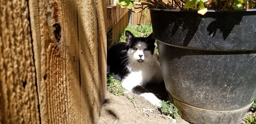 Pet Supply Store «Unleashed by Petco», reviews and photos, 2643 Tapo Canyon Rd c, Simi Valley, CA 93063, USA