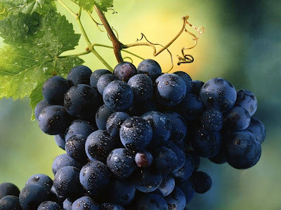 PEPINIERES MASSONNET à Piolenc