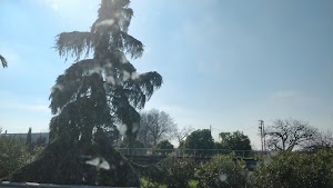 Where the Palm Meets the Pine - photo 12