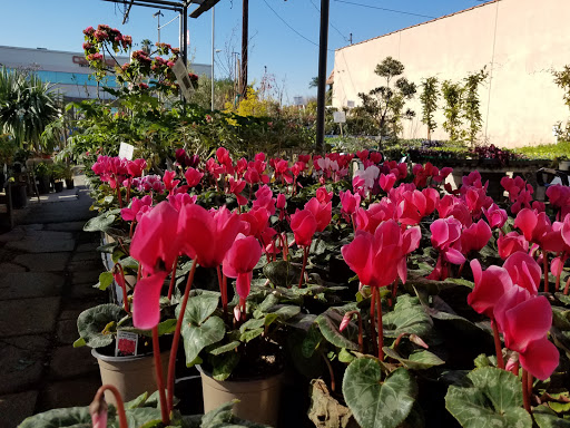 Plant Nursery «San Gabriel Nursery & Florist», reviews and photos, 632 S San Gabriel Blvd, San Gabriel, CA 91776, USA