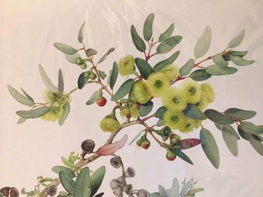 Botanical Art School Of Melbourne