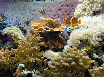 Smithsonian Marine Ecosystems Exhibit