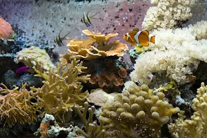 Smithsonian Marine Ecosystems Exhibit image