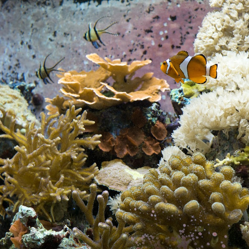 Smithsonian Marine Ecosystems Exhibit
