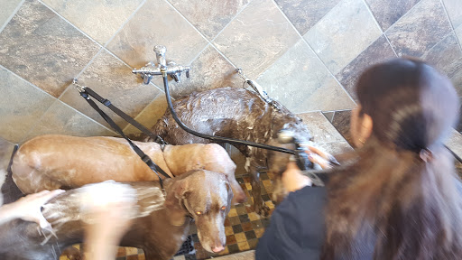 Pet Store «Pet Valu», reviews and photos, 134 S Ridge St, Rye Brook, NY 10573, USA