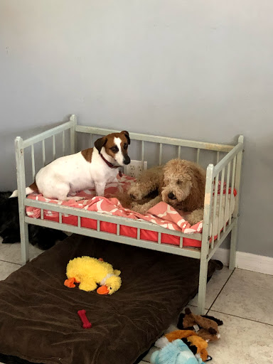 Pet Store «Bark Life Market», reviews and photos, 11220 Park Blvd N, Seminole, FL 33772, USA