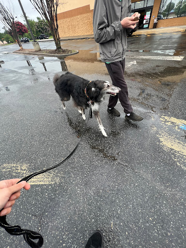 Pet Supply Store «PetSmart», reviews and photos, 1110 Hospitality Dr, Rock Hill, SC 29730, USA